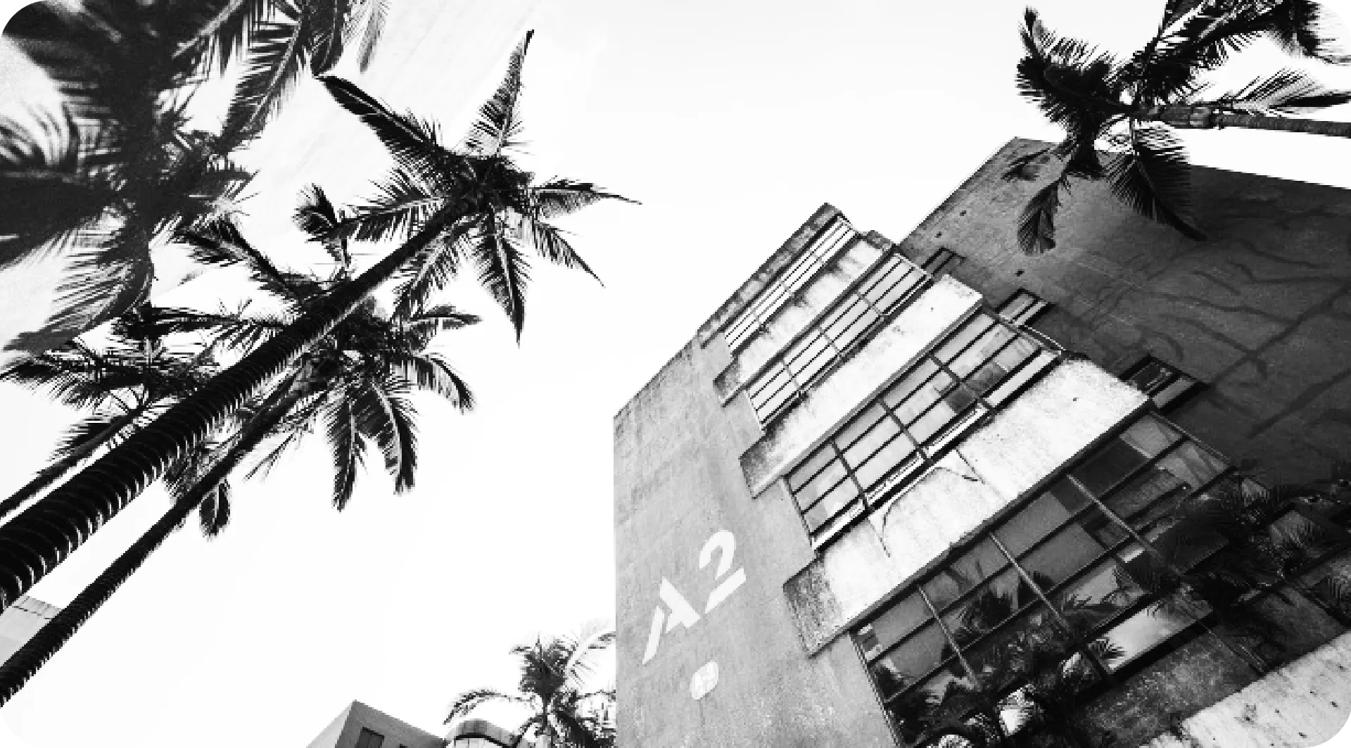 Palm Trees Background